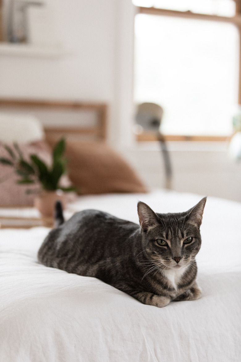 Cat lying on bed