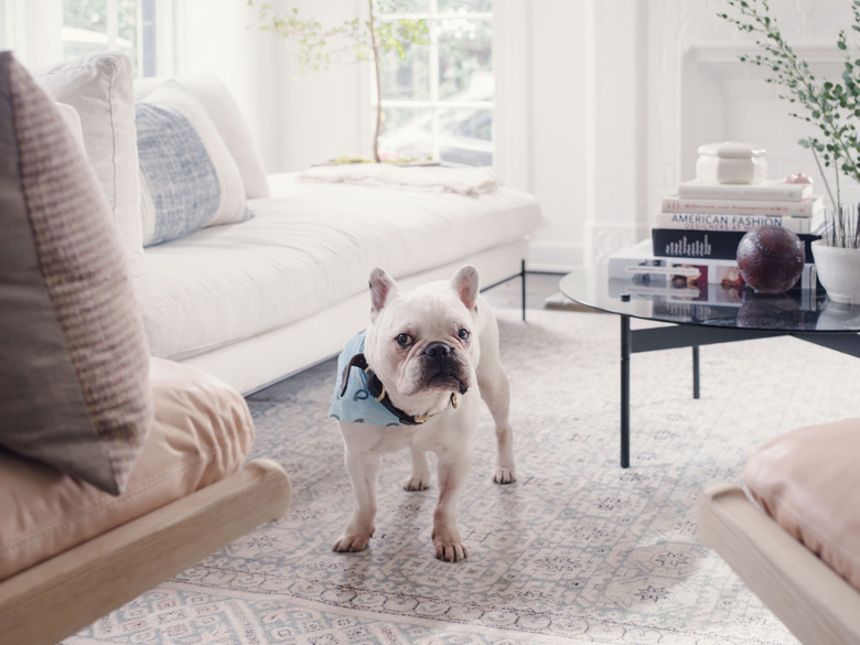 French bulldog on white carpet next to white couch