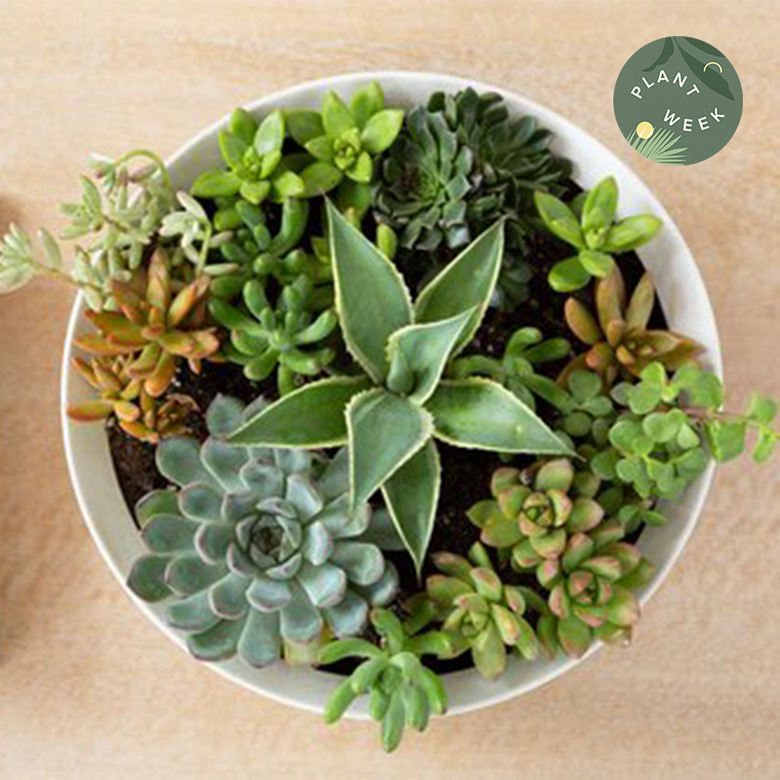 succulent care tips