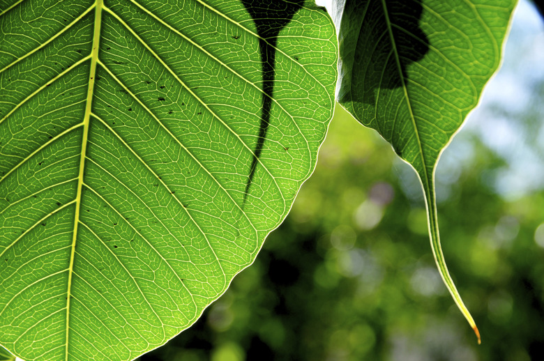 Green leaf of bodhi tree