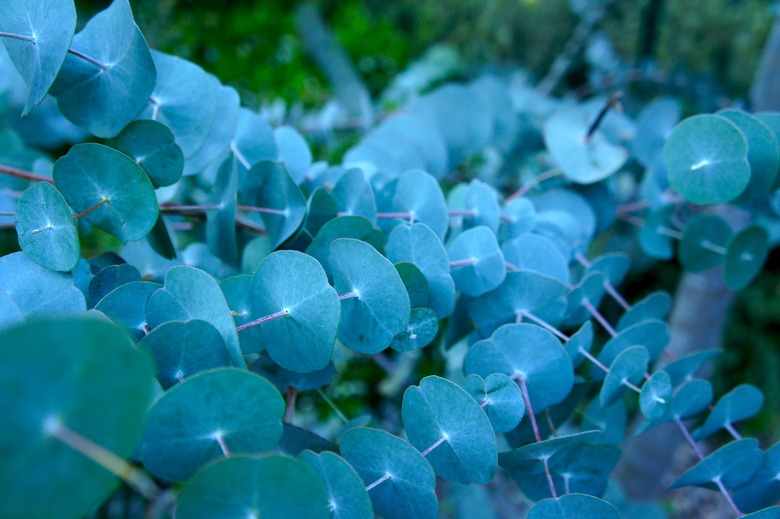 Close-up of eucalyptus tree