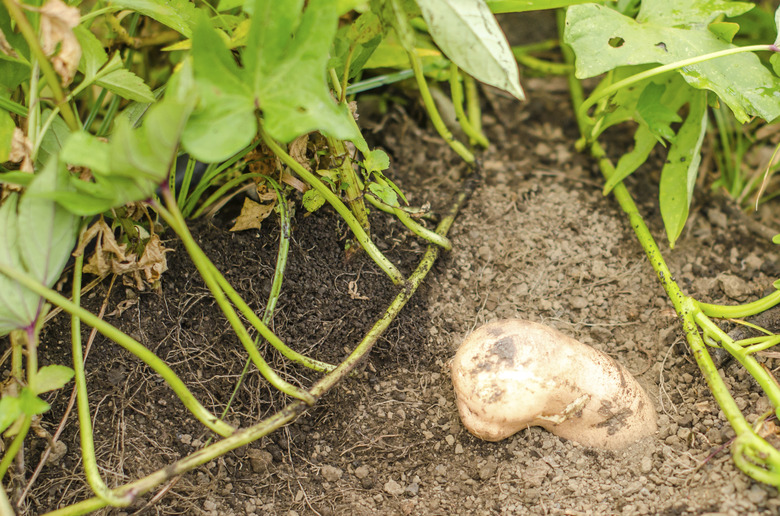 digging sweet potatoes