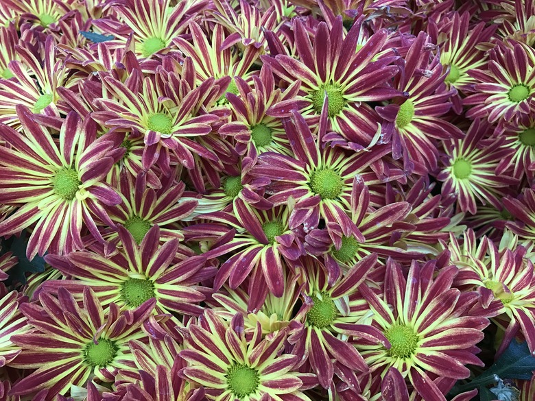 Chrysanthemum Point Pelee