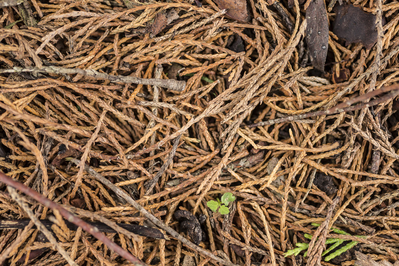 Detail of pine needles