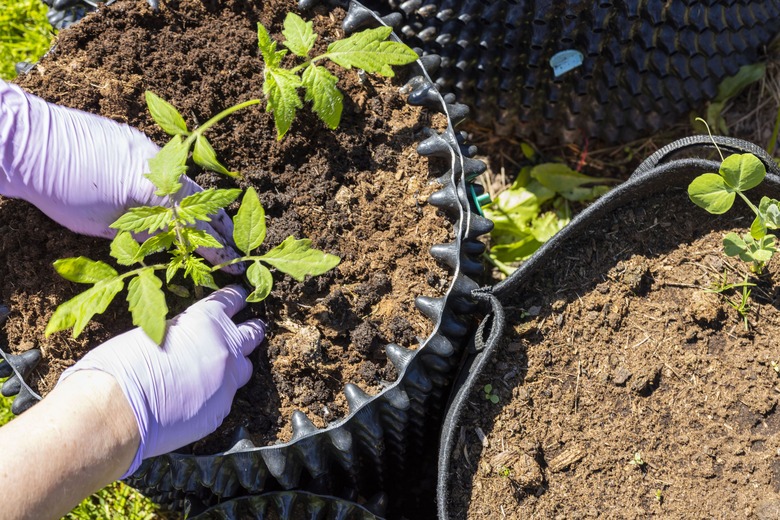 Close up view of female hands in gloves working with tomatoes plants