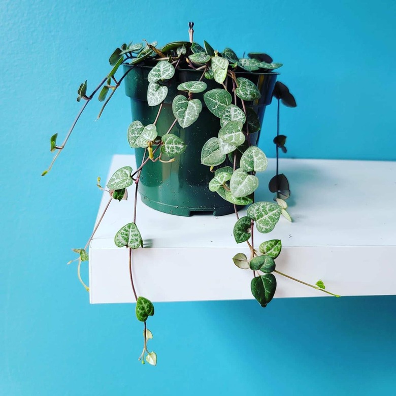 BrownPlantGirls String of Hearts plant in green pot in front of blue background