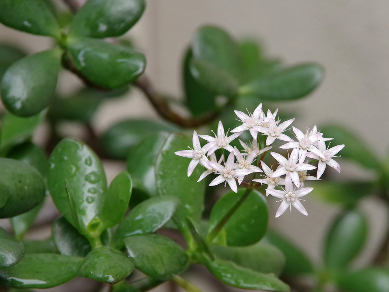 Jade Blossoms