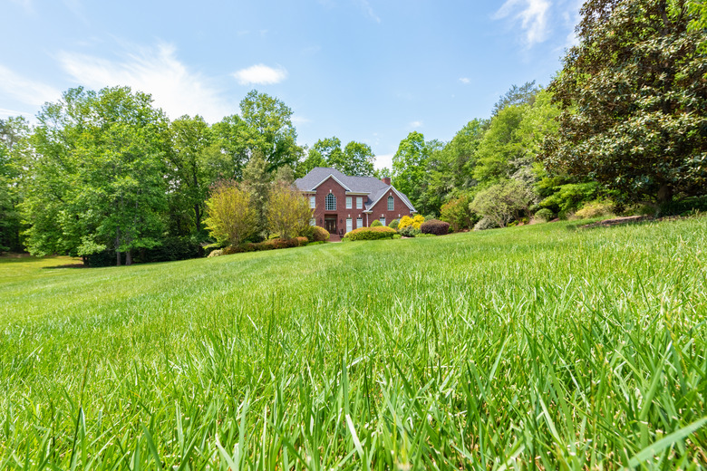 Tall Fescue Grass