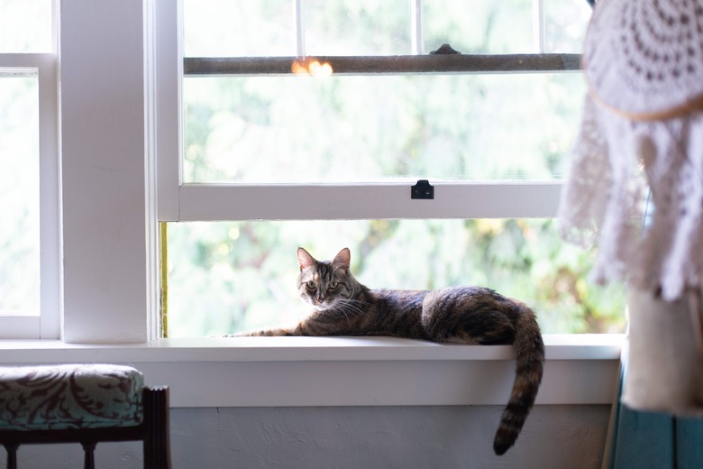 Cat lounging in open window