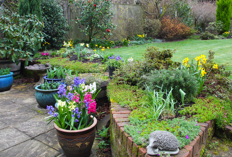 Early spring flowers in domestic garden, England.