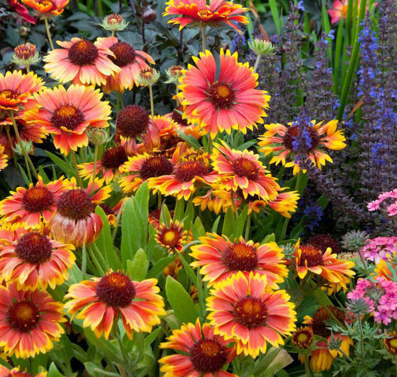 Gaillardia flowers.