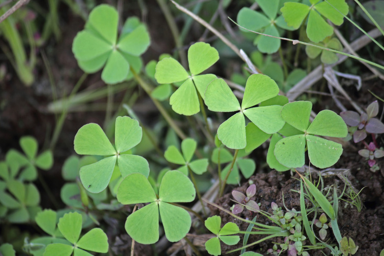 Creeping Wood Sorrel, Creeping Oxalis, Oxalis corniculata