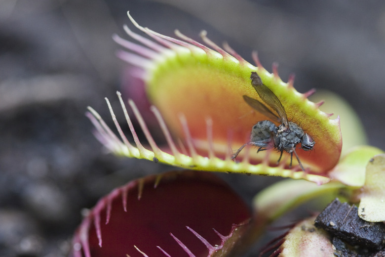 Venus Fly Trap