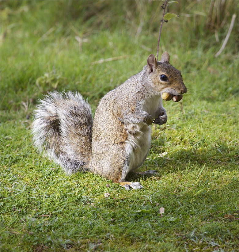 Grey Squirrel (Sciurus carolinensis)