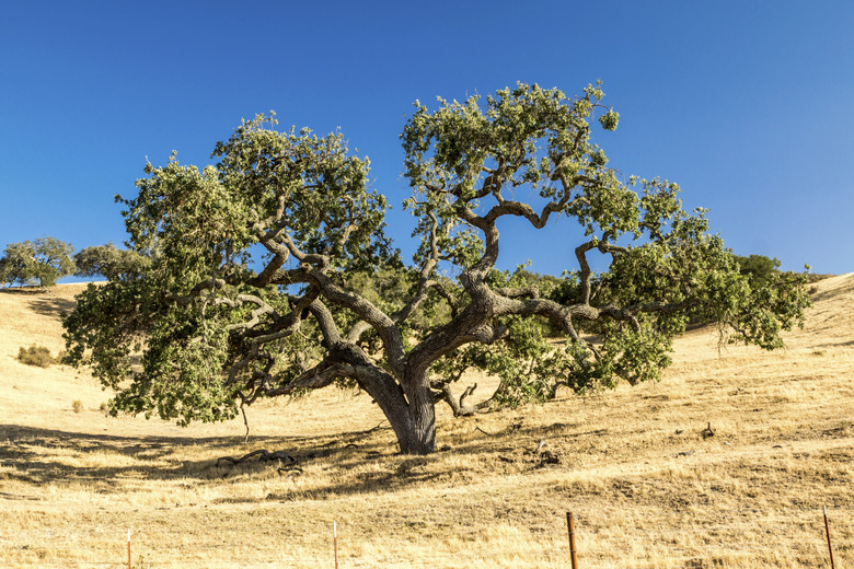 California Live Oak