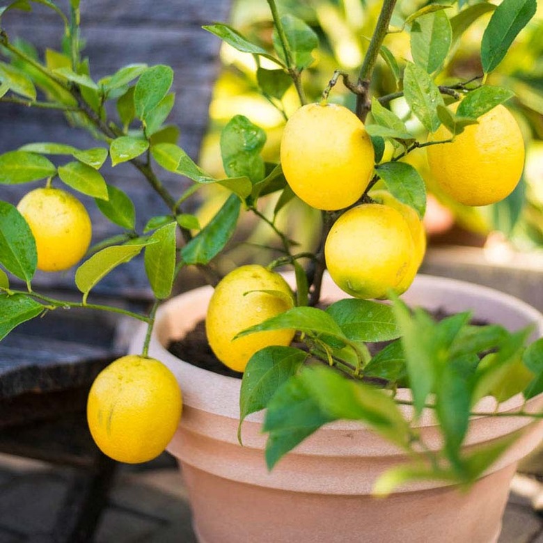 Meyer Lemon Tree