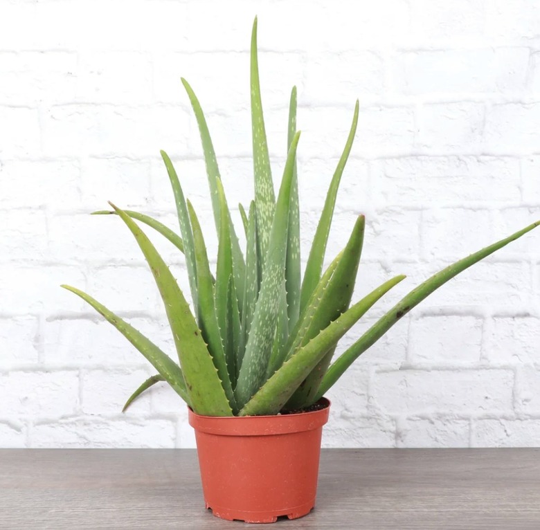 Aloe Vera Plant