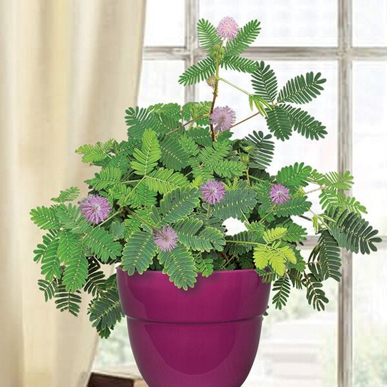 Mimosa Pudica Plant