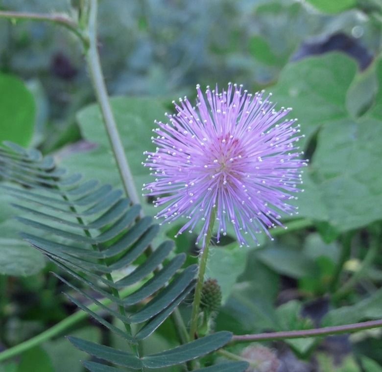 Mimosa Pudica Plant