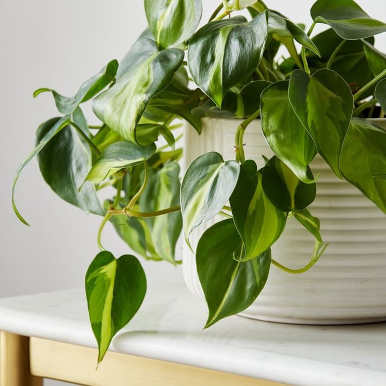 Golden Pothos plant in white planter