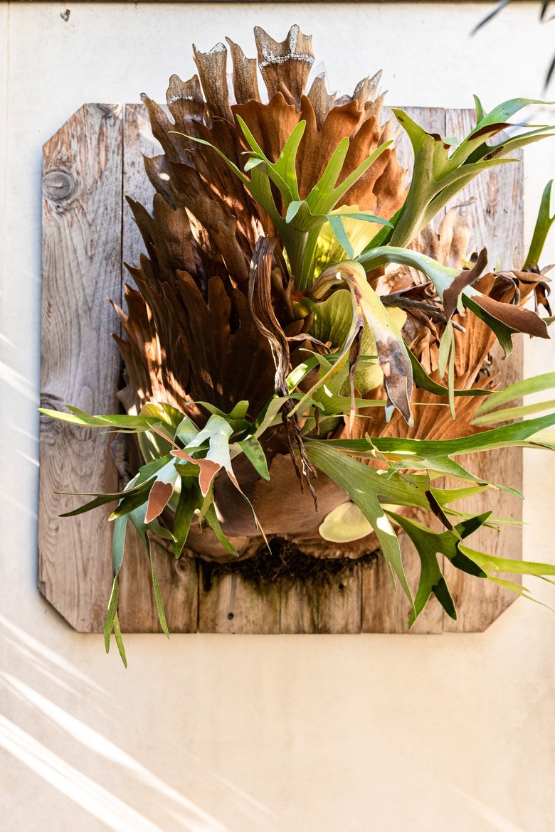 Staghorn Fern