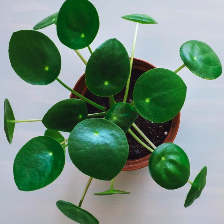 Chinese Money Plant