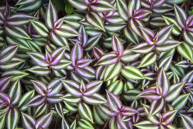 Green leaves of Tradescantia zebrina background