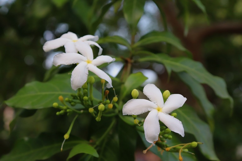 Star jasmine flowers in the garden