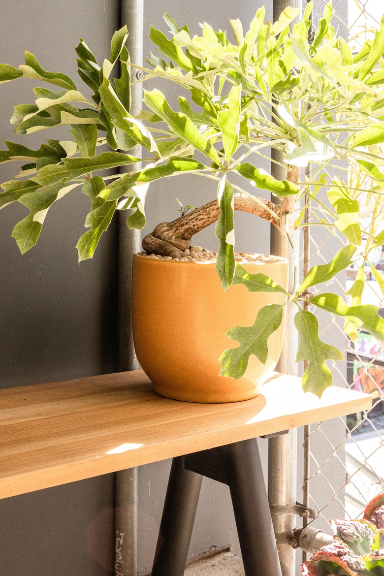 Plant on bench with yellow pot