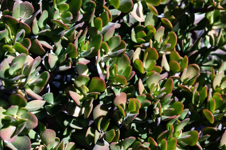 shrub plant