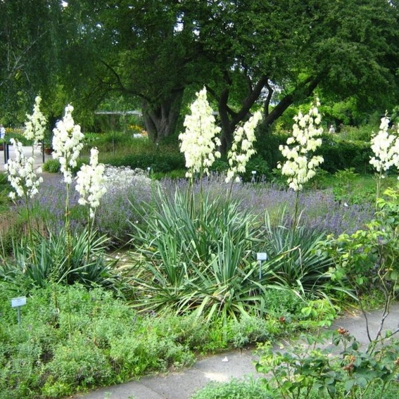 Yucca plants in bloom.