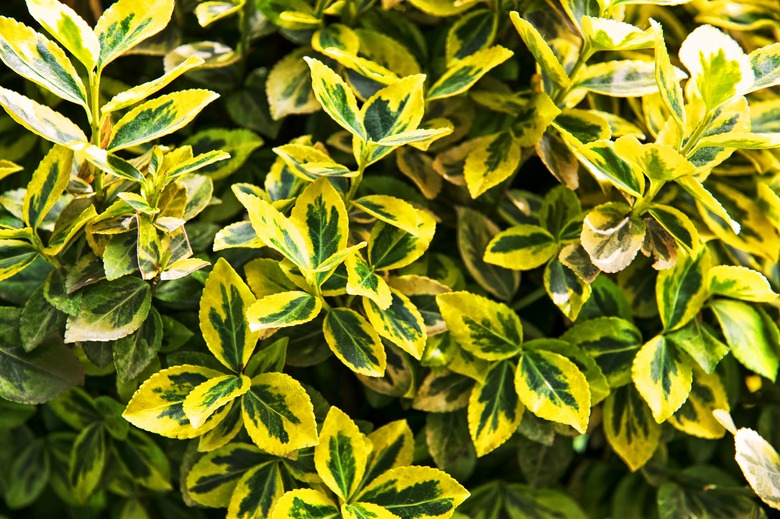 Fortune's spindle (Euonymus fortunei). Yellow and green leaves.