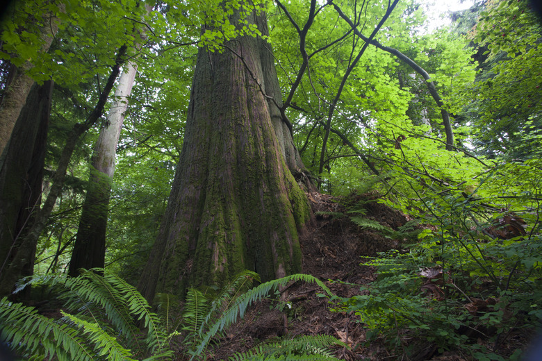 Western Red Cedar tree