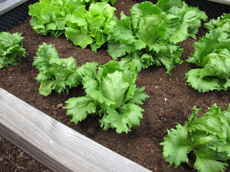 Homegrown lettuce in a raised bed.