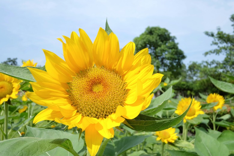 A yellow sun flower blossom with green leaves and sun light on white isolated background