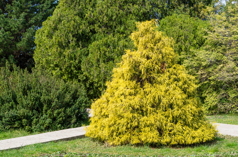 Chamaecyparis pisifera 