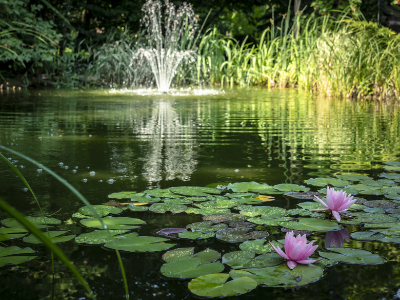 Two pink water lilies 