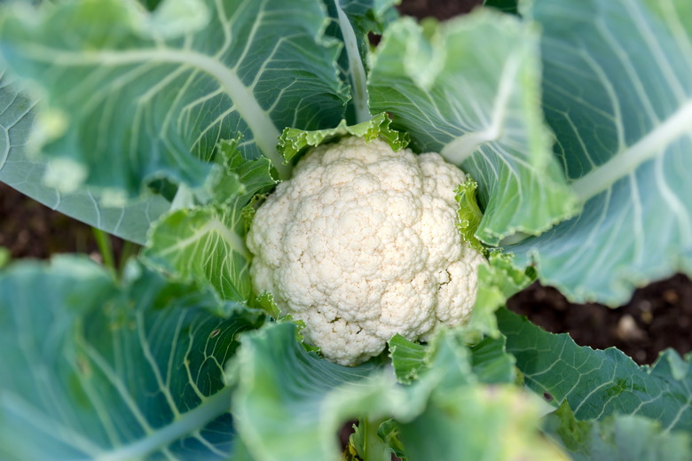 Cauliflower head in natural conditions, close-up.