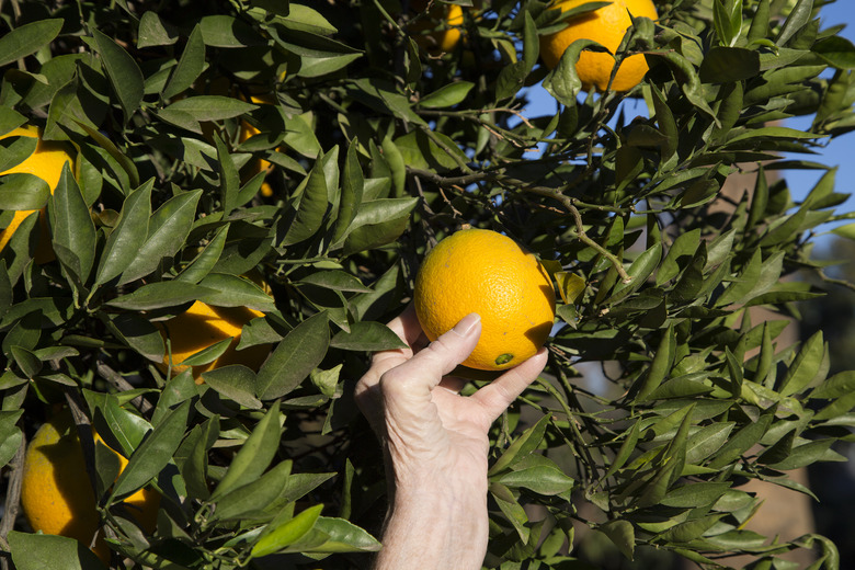 Ripe orange are vivid, fragrant and sweet...