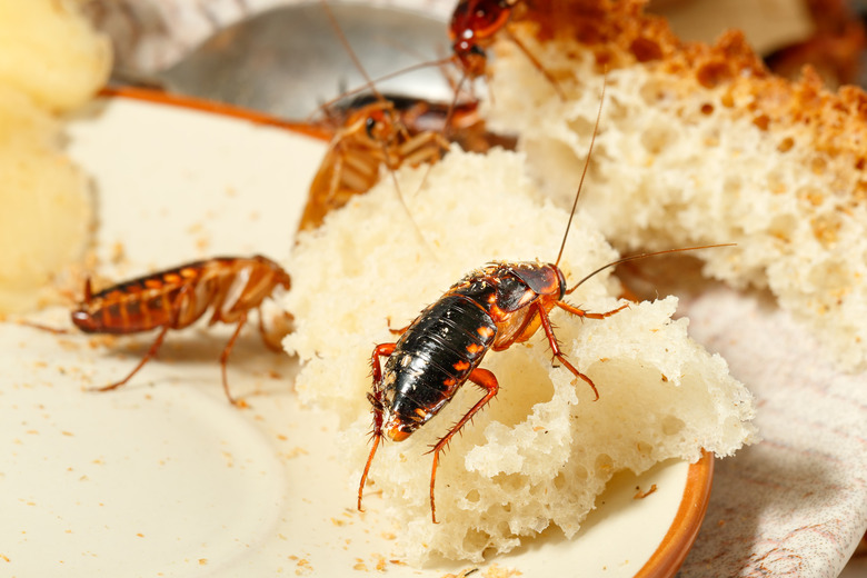 close-up of three cockroaches climb on bread