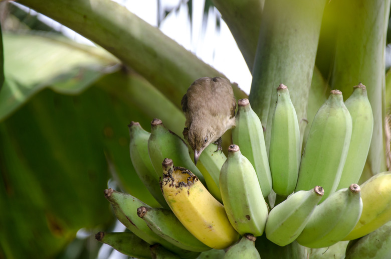 Pycnonotus striatus(bul bul) eats a banana from bunch on a banana tree.