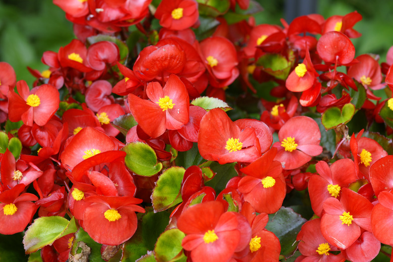 Red begonias