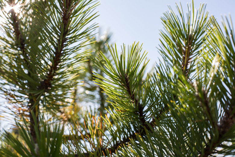 backyard plants and details