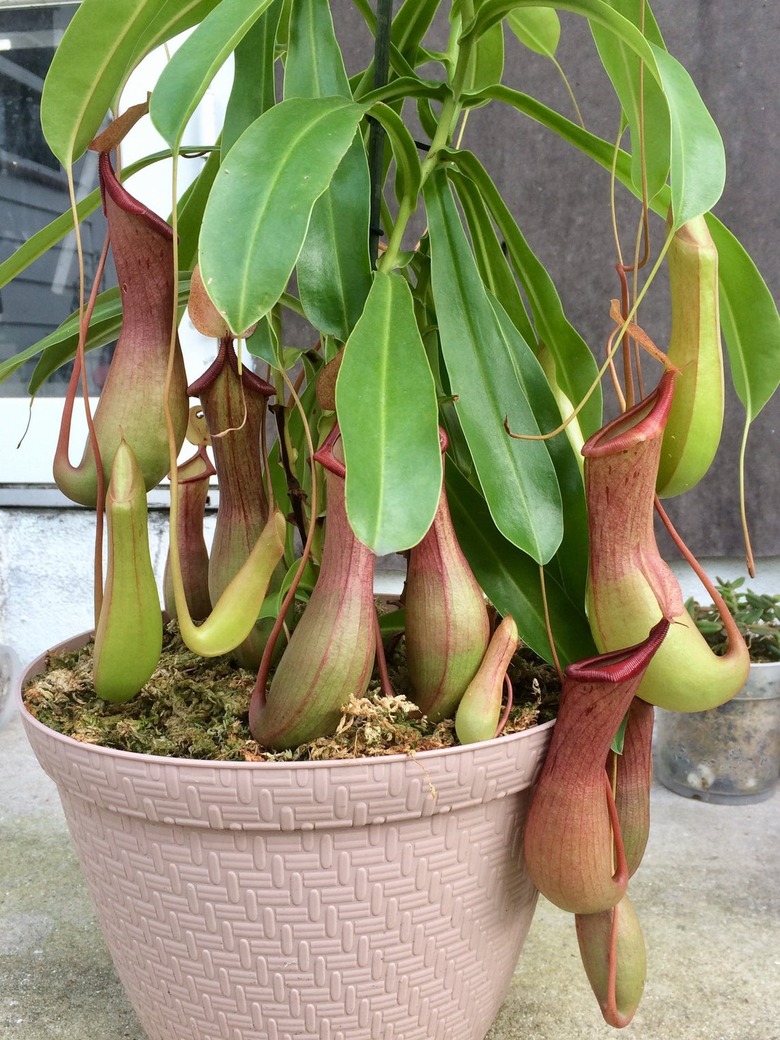 Pitcher Plant