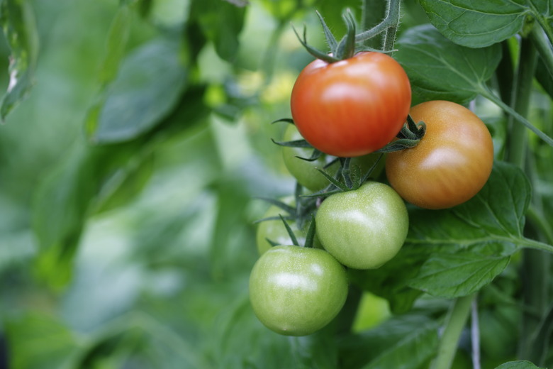 Tomato cultivation