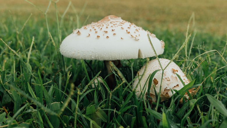 Mushrooms growing in long grass.