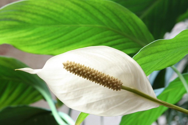 Houseplant - Spathiphyllum floribundum (Peace Lily)