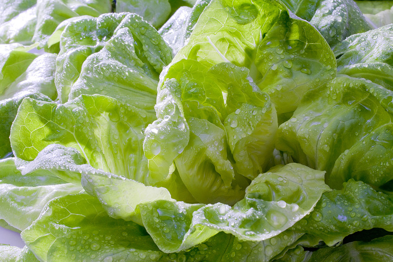 Lettuce with water drops, close up