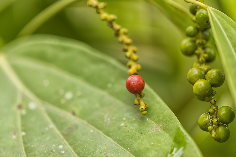 Fresh peppercorn