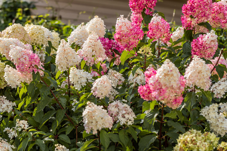 Hydrangea paniculata Vanille Fraise on a stem